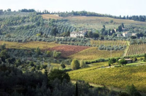 Chianti vineyards