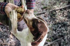 Truffle Hunting